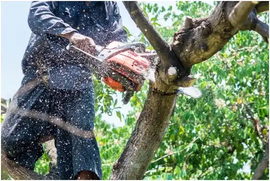 tree services Coalgate